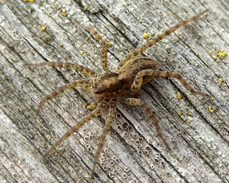 Pardosa sp.